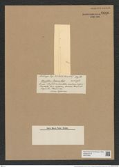 Rhizosolenia setigera Brightw. (de-Toni-Nr.: Genus 114, Species 3301) Zeichnungen Sammlung Grunow Nr. 6686 (NHMW-BOT-W0375483)